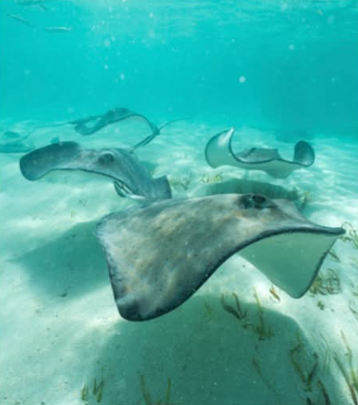 Half-Day Snorkeling in Belize — Hol Chan & Shark Ray Alley
