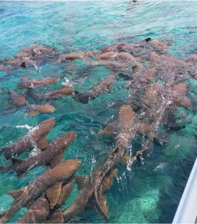 A large group of nurse sharks swimming beside the boat at Shark Ray Alley