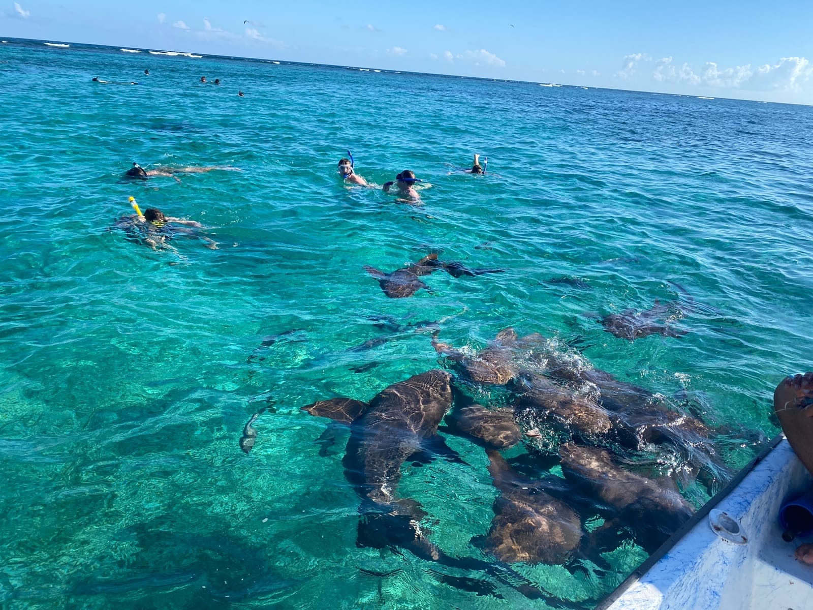 Snorkelers swimming alongside nurse sharks in clear turquoise water