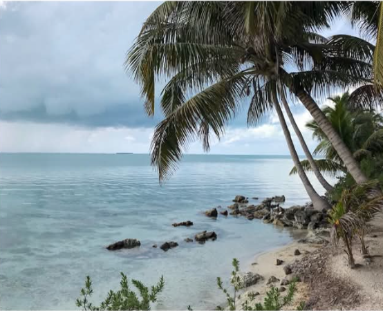 Palm trees leaning over a calm shoreline on a Belizean caye