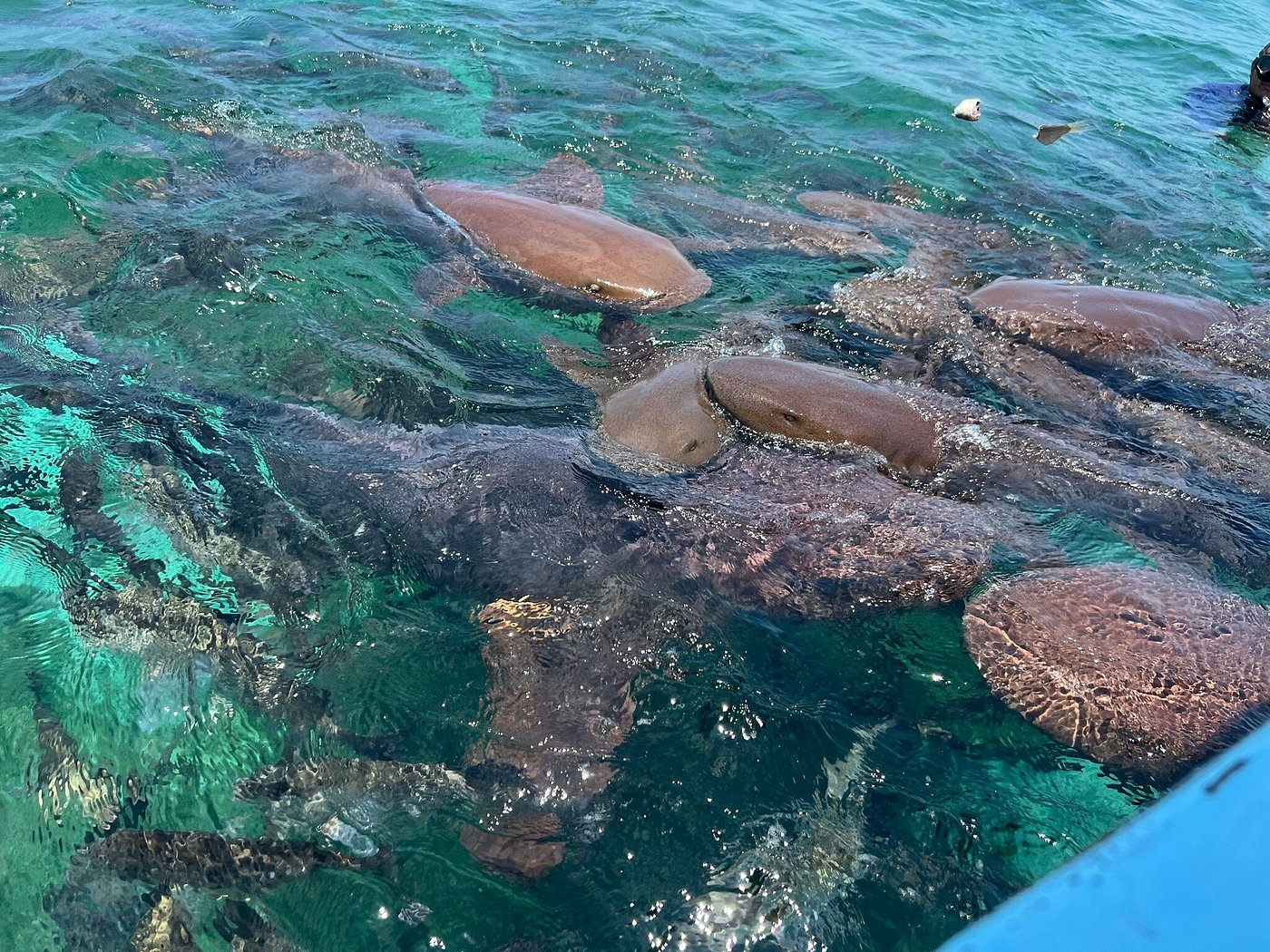 Nurse sharks gathering in clear turquoise water at Shark Ray Alley