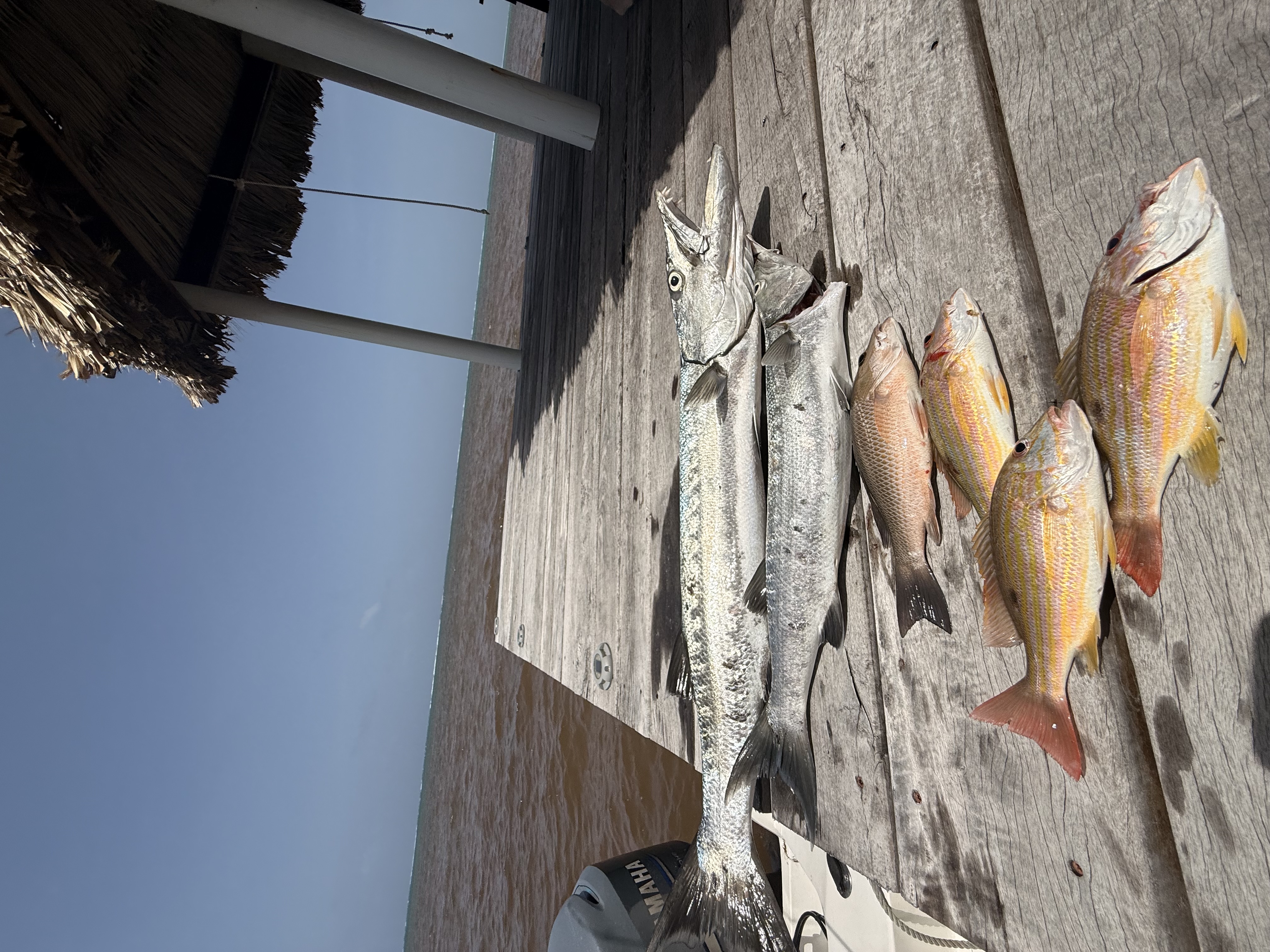 Barracuda and snapper laid out on the dock after a day of fishing