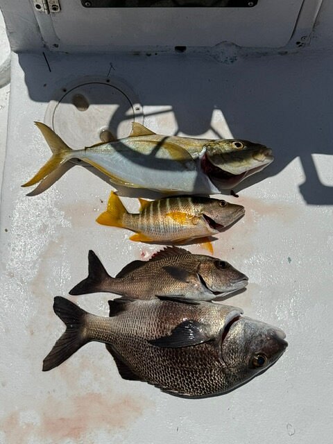 Four reef fish caught during a half-day Belize fishing trip