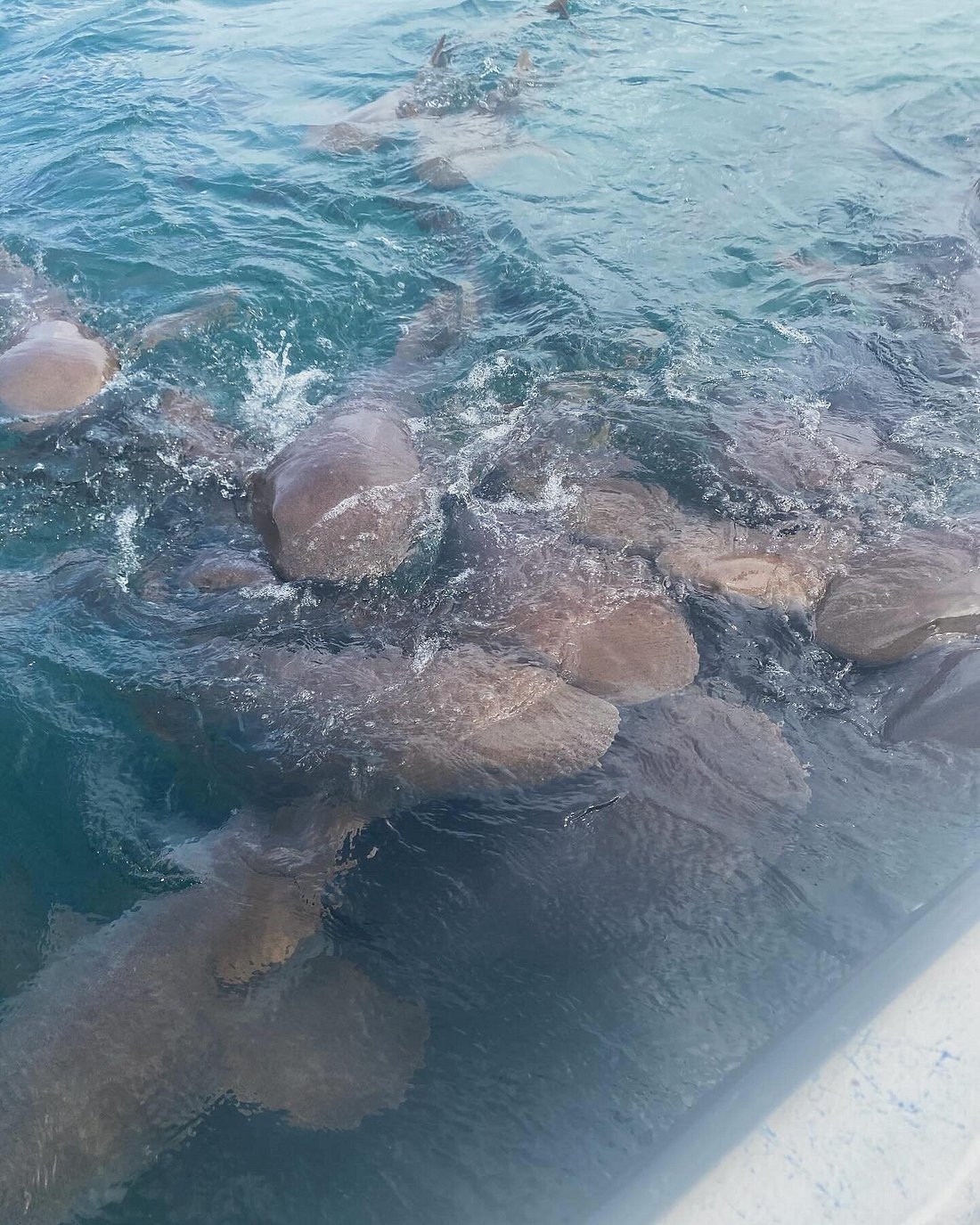 Nurse sharks swimming beside the boat in Belizean shallows