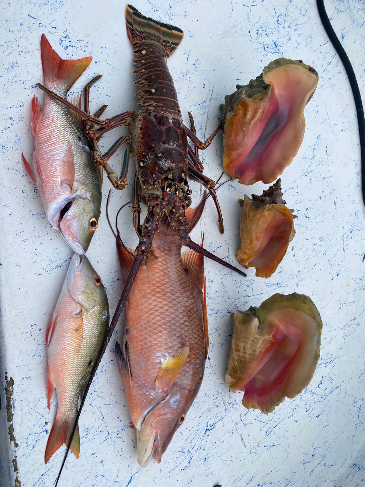 Snapper, hogfish, spiny lobster and conch laid out on the boat deck