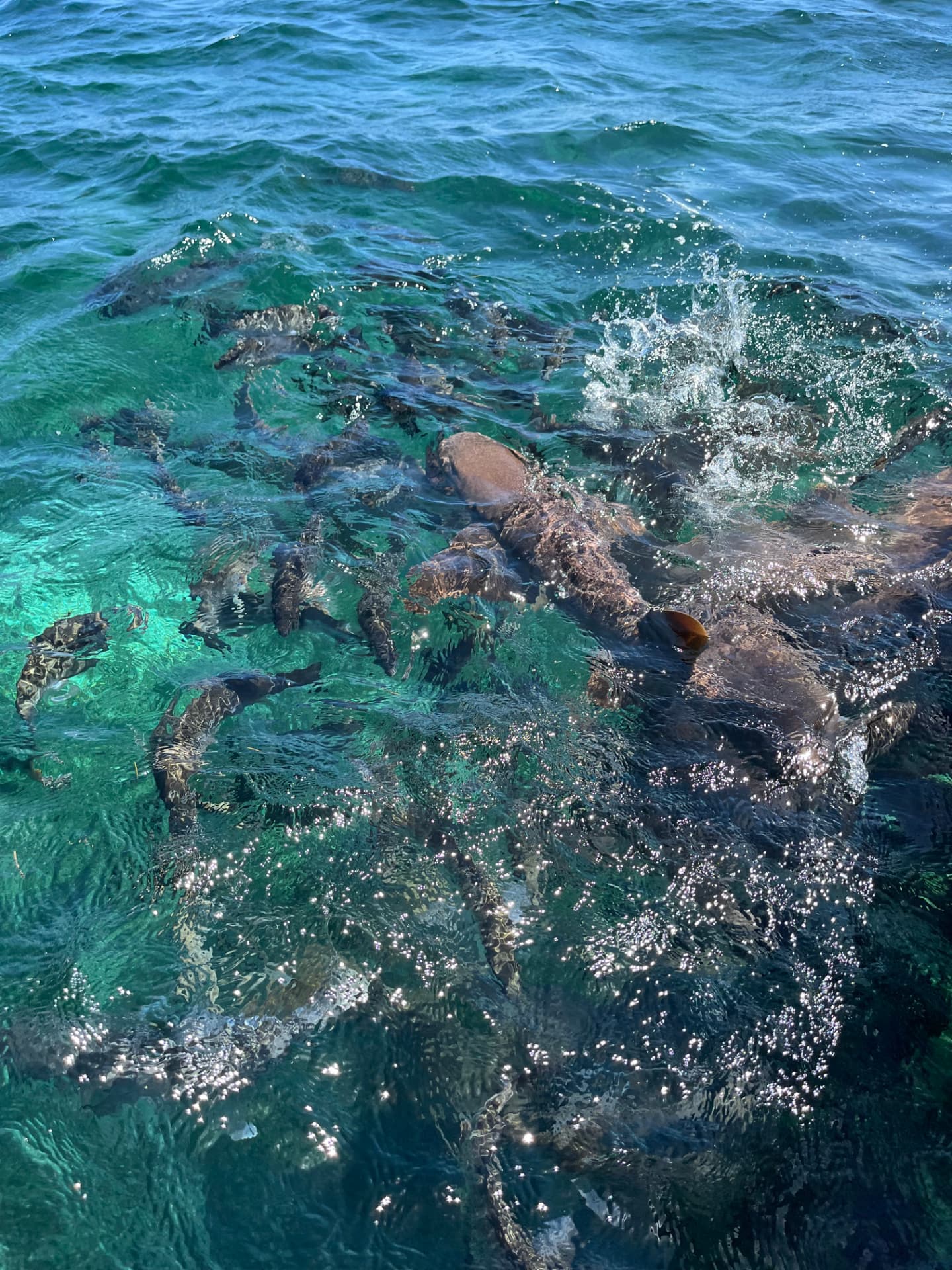 Nurse sharks swarming in clear water at Shark Ray Alley