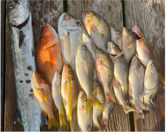 The day's catch of snapper, barracuda and grouper laid out on the dock