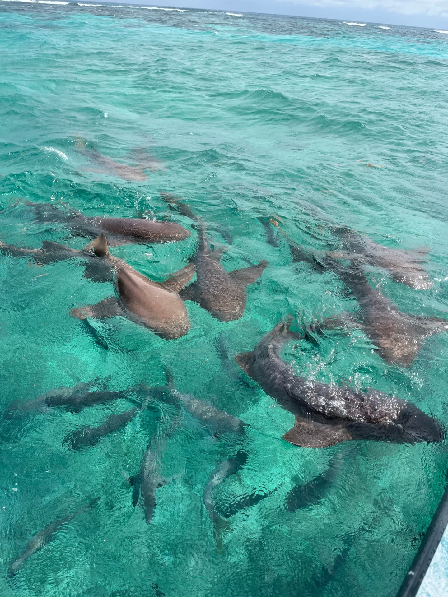 Nurse sharks gathered in clear turquoise water beside the boat at Shark Ray Alley